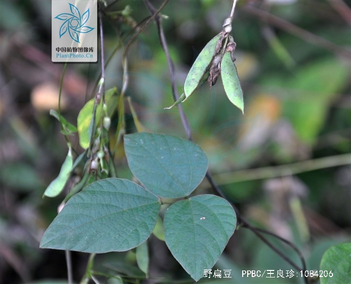 为豆科植物毛野扁豆 i>dunbaria  villosa /i> (thunb.