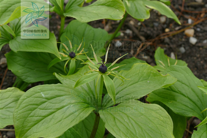  p>四叶重楼 i>(paris quadrifolia l.