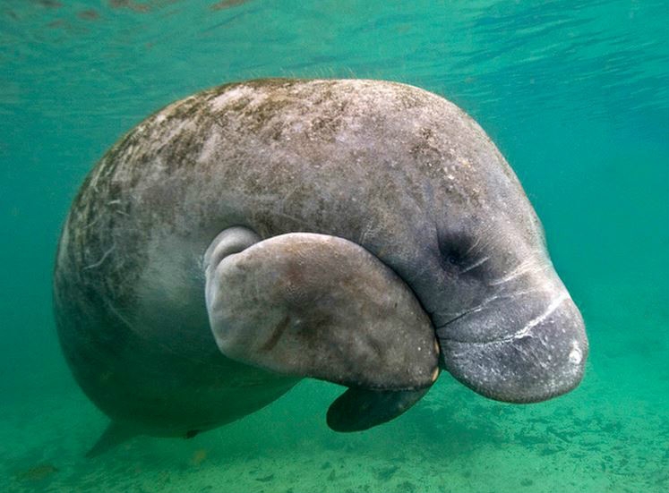 海牛