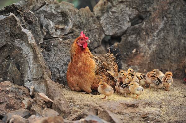  p data-id="gnbpwz809n">七百弄鸡,广西壮族自治区河池市 a target="