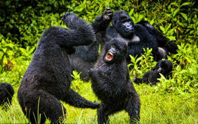  p>猩猩也叫 a href="#" data-lemmaid="2032856">人猿 /a>, a>灵长目