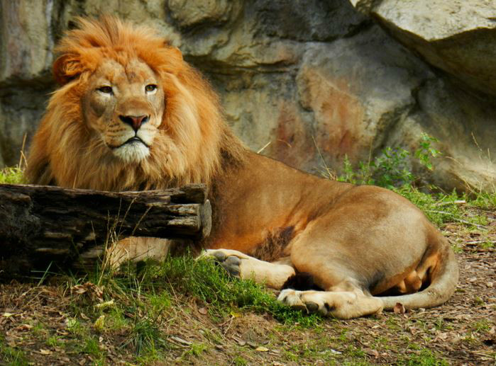  p>肯尼亚狮(学名: i>panthera leo hollisteri /i>)原亚种之一,现为 