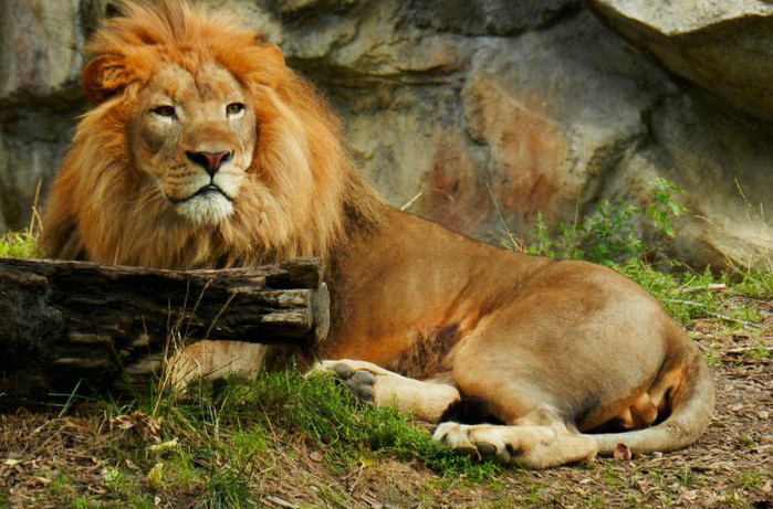  p>肯尼亚狮(学名: i>panthera leo hollisteri /i>)原亚种之一,现为 