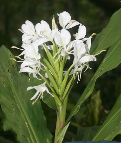  p>圆瓣姜花(学名: i>hedychium forrestii /i> diels)是姜科,姜花属