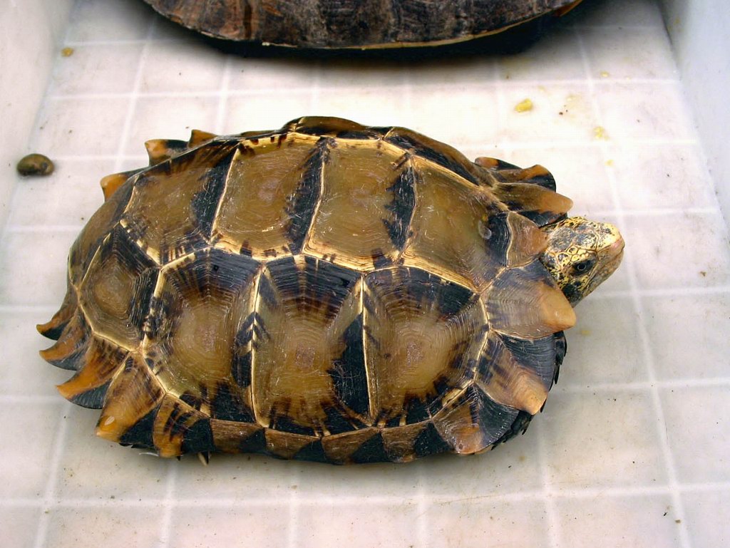  p>凹甲陆龟(学名: i>manouria impressa /i>)是陆龟科,凹甲陆龟属