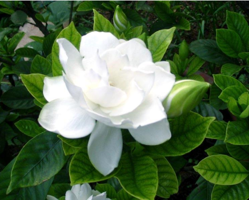 栀子花的花语有哪些？_百科TA说