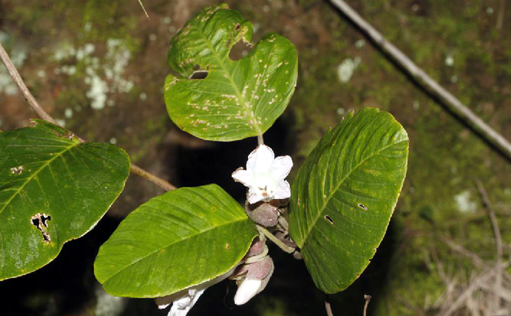  p>东京银背藤 i>(学名:argyreia pierreana  /i>bois i>) /i>是旋花