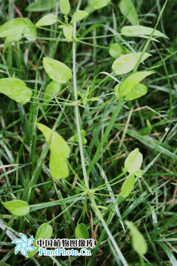  p>茜草属(学名: i>rubia  /i>linn),上 a href="#" data-lemmaid="