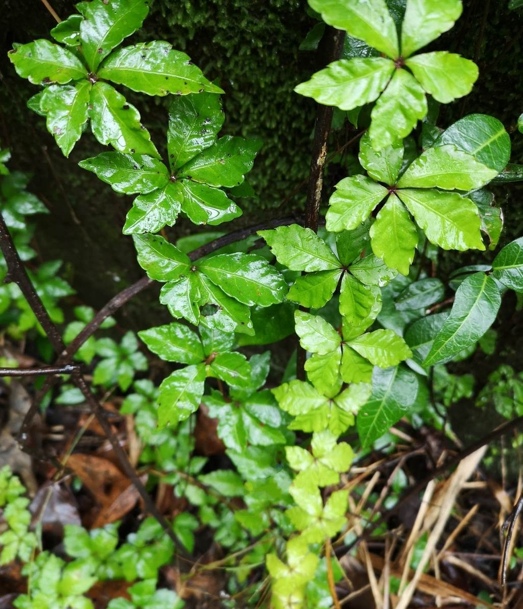 毛叶崖爬藤(变种)