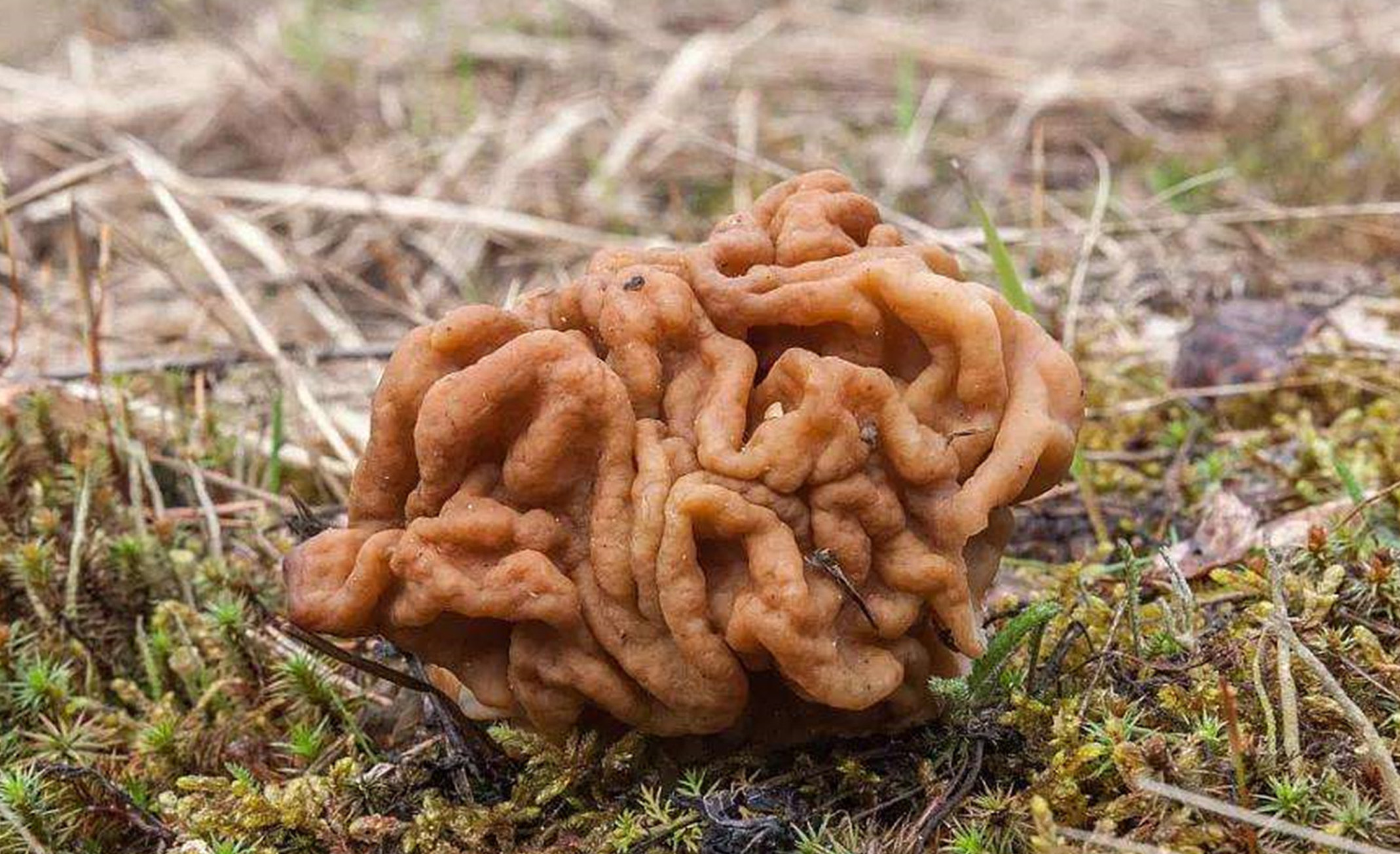  p>鹿花菌(学名gyromitra esculenta),又名鹿花蕈或河豚菌,是鹿花菌属