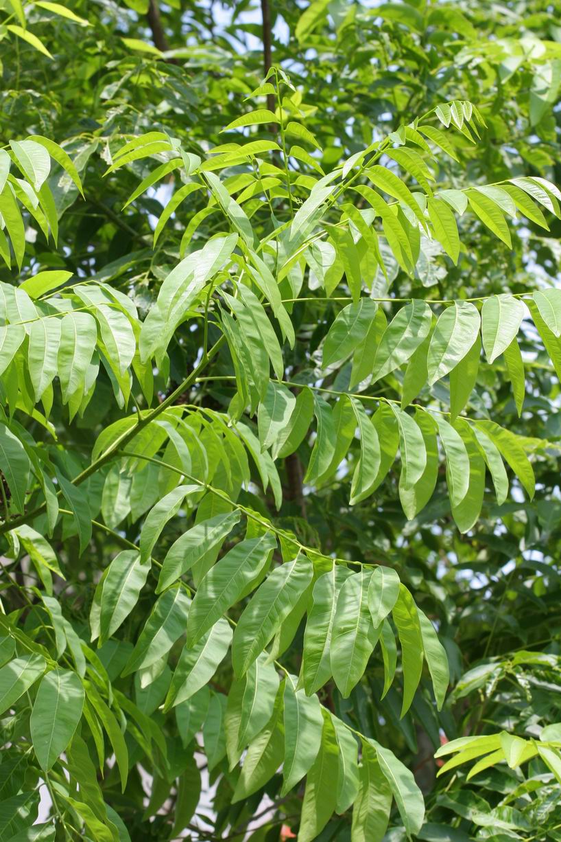 无患子科无患子属木本植物,枝条为嫩绿色,无毛;叶片一般为复叶,嘿少