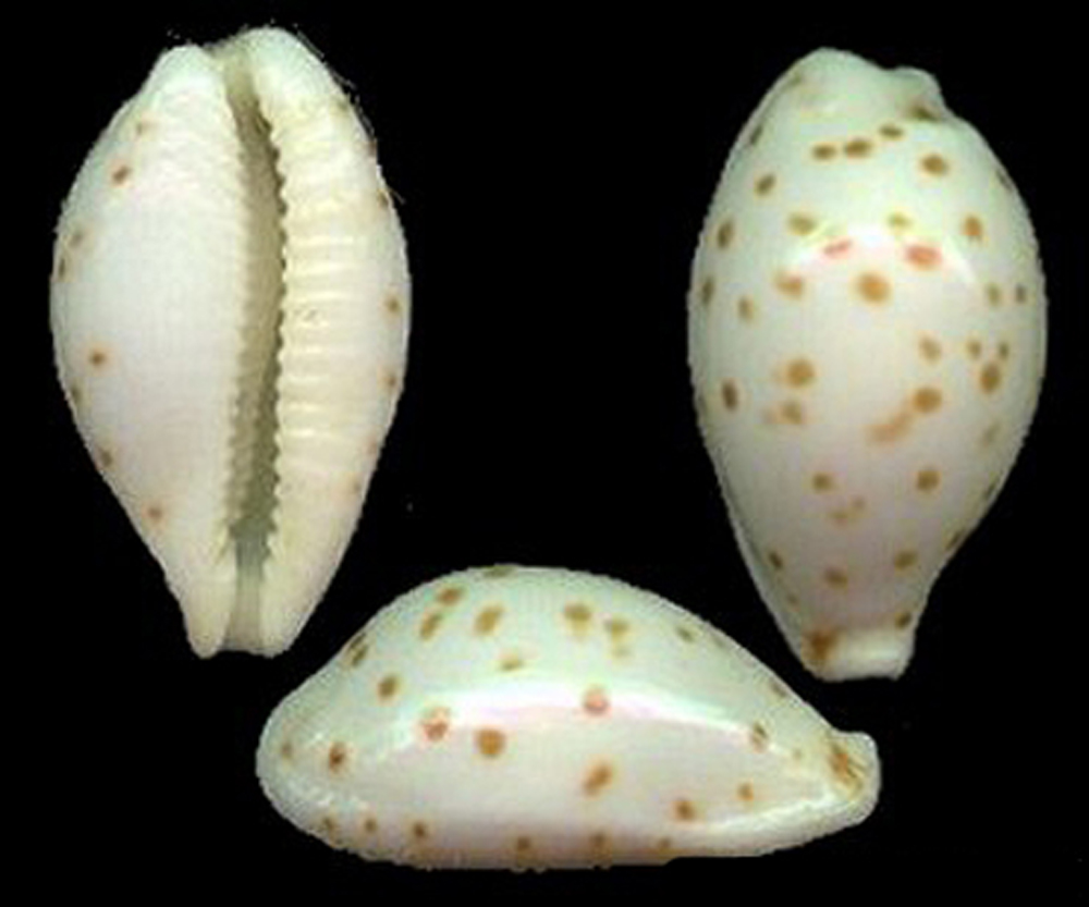  p>芝麻宝螺(学名:notadusta punctata punctata)是腹足纲宝螺科的 a