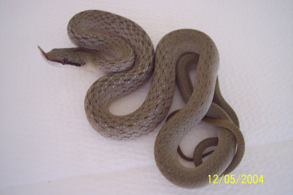  p>尖喙蛇,游蛇科尖喙蛇属物种,吻端尖出,向前方上翘,全身绿色. /p>