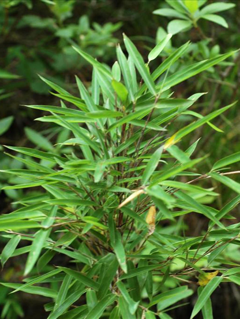  p> a target="_blank" href="/item/弩刀箭竹">弩刀箭竹 /a>秆高 4