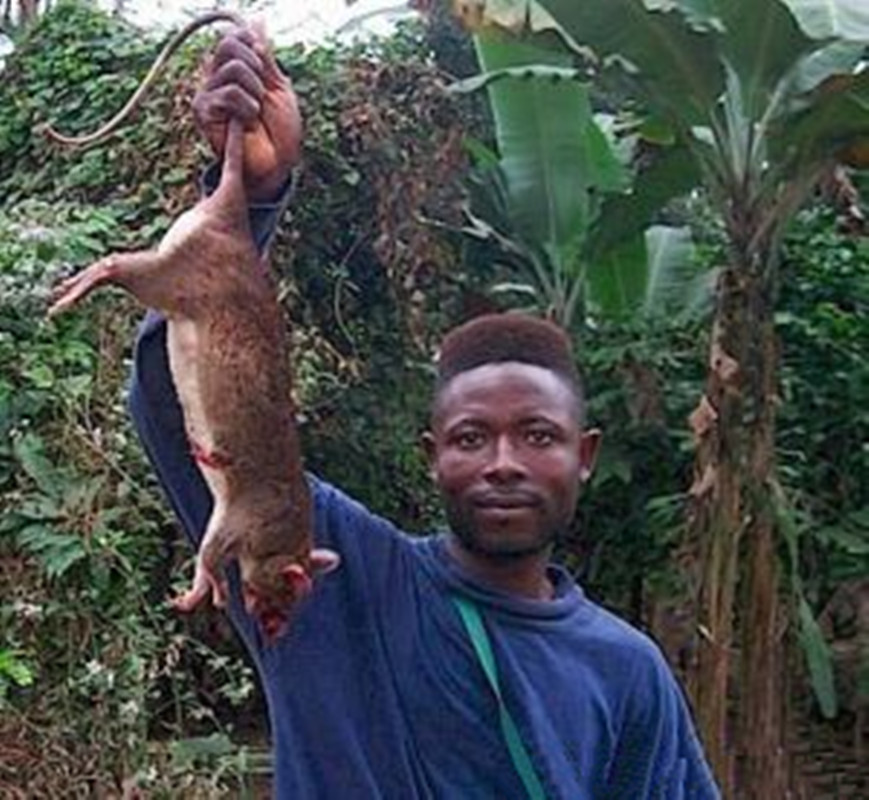 小说中说,这种吃猫的老鼠长在非洲,样子跟 a target="_blank" hre=""