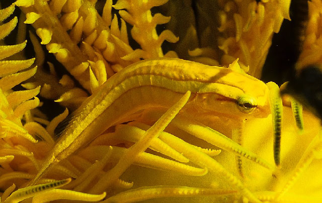 概要盘孔喉盘鱼