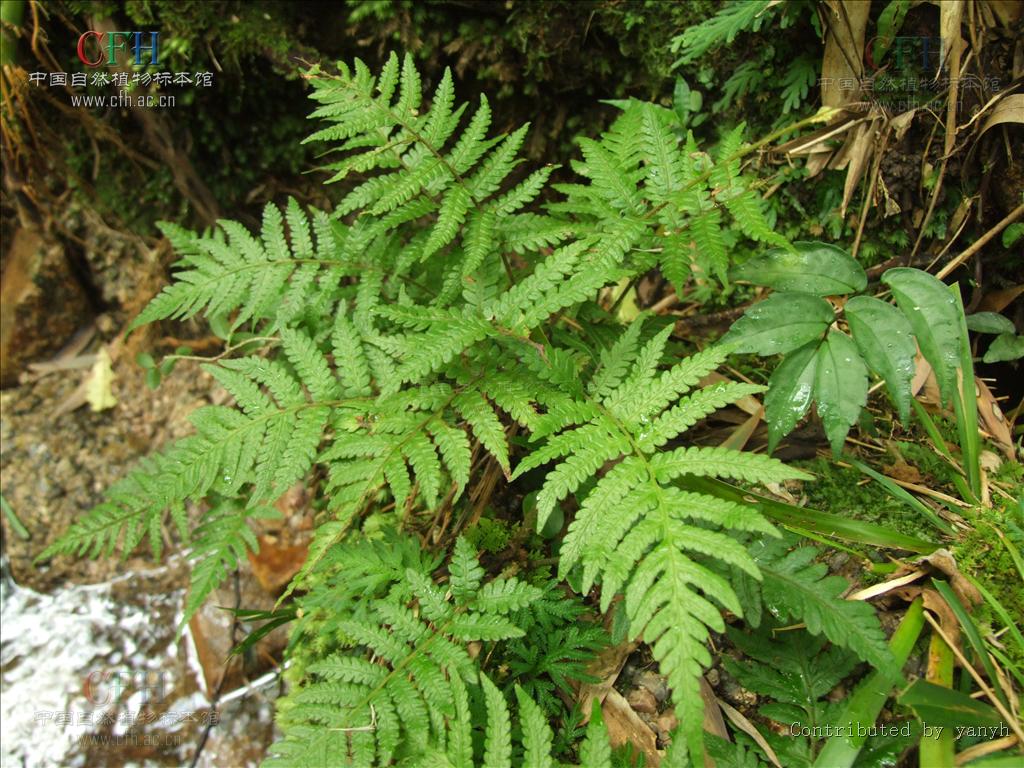  p>峨眉茯蕨(学名: i>leptogramma scallanii /i> (christ) ching)是