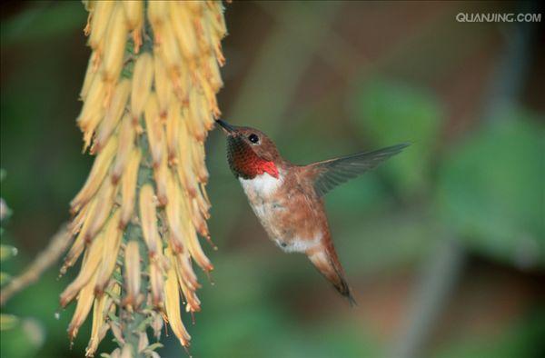  i>selasphorus rufus) /i>,是一中小型蜂鸟,体长约8厘米