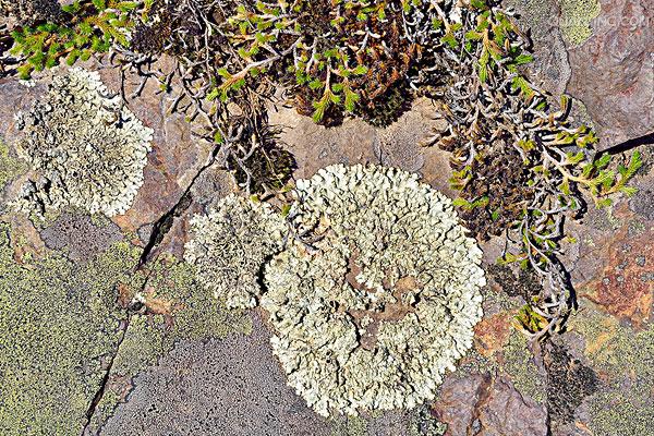  p>地衣是蓝细菌或藻类与真菌共生的复合体.