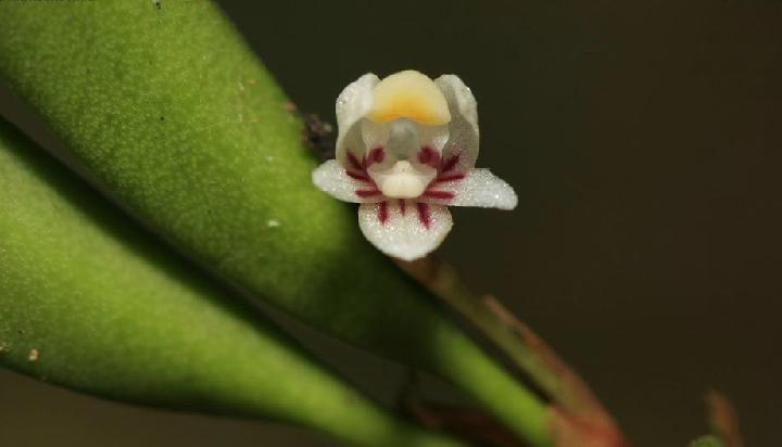  p>牛角兰属(学名:ceratostylis bl.