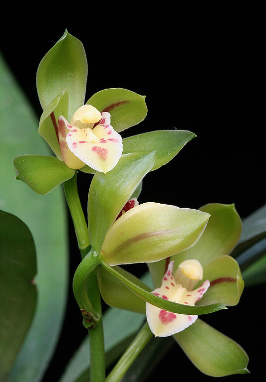  p>兔耳兰(学名: i>cymbidium lancifolium /i>  hook.