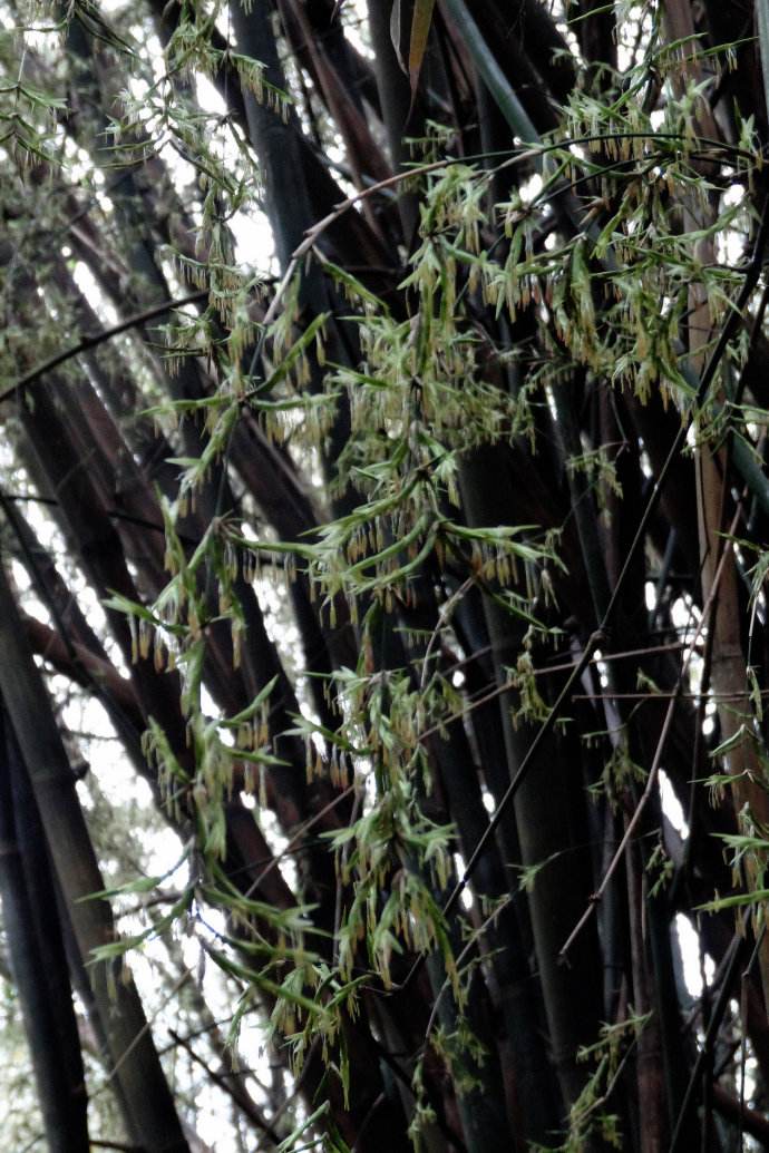 内部粉红色,肉质,后成木拴质.竹花比较广泛分布在南方竹林区. /p>