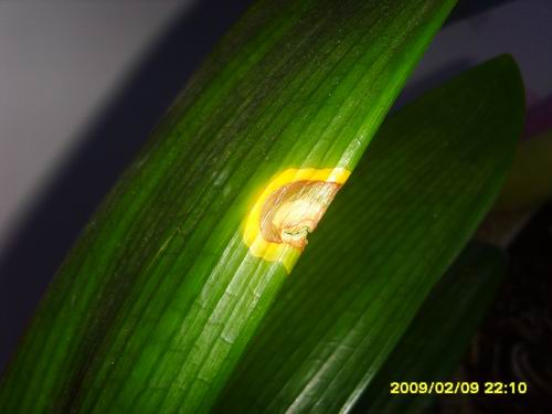 target="_blank" href="/item/古毒蛾属/55550771" data-lemmaid="