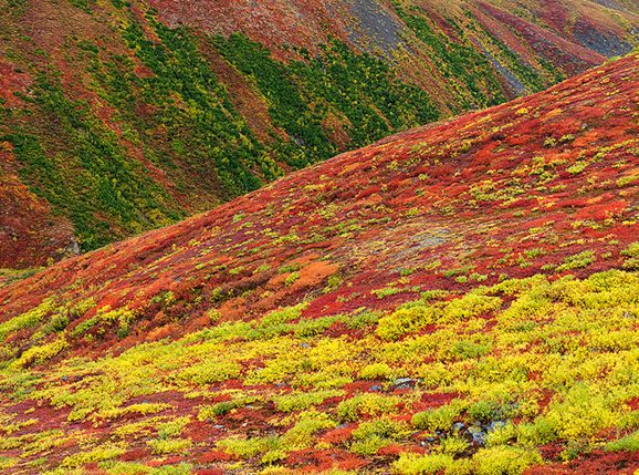  p>北极苔原(the arctic tundra)是 a href="#" data-lemmaid="443996