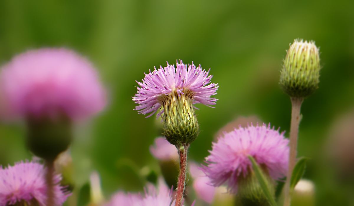  p>麻花头(学名: i>klasea centauroides /i> (l.) cass.
