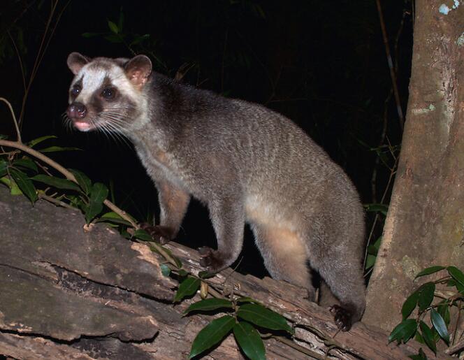  p>花面狸(学名: i>paguma larvata /i>)是灵猫科,花面狸属食肉动物
