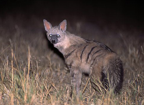  p>土狼(学名: i>proteles cristatus /i>):体长约80厘米,肩部高而