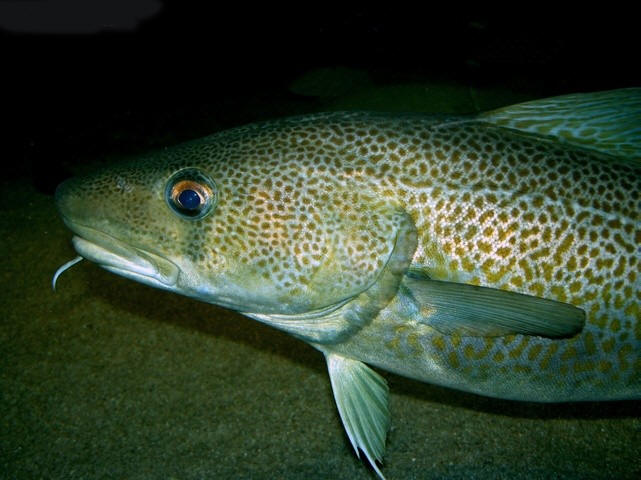  p>北极鳕, i>arctogadus glacialis /i> (peters, 1872) , a href="