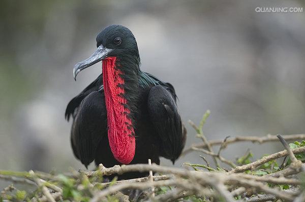  p>军舰鸟(学名:fregata)是 a target="_blank" href="/item/鹈形目">