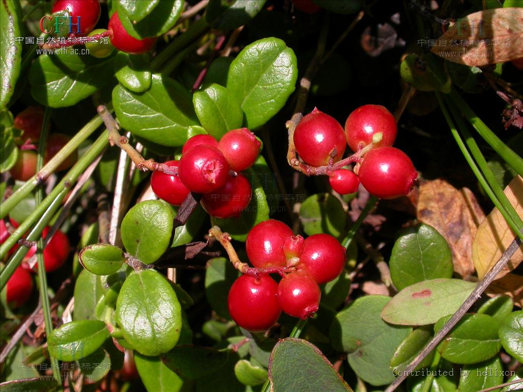 杜鹃花科熊果属的一种 a target="_blank" href="/item/植物/142914"