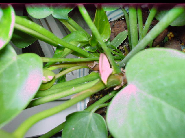  p data-id="go1htqjic6">粉芽(soredium)是 