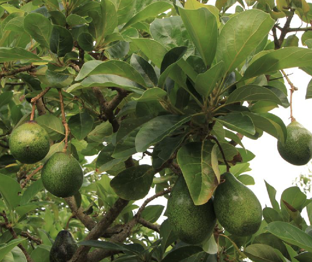 是樟科鳄梨属植物,常绿乔木,耐阴植物.