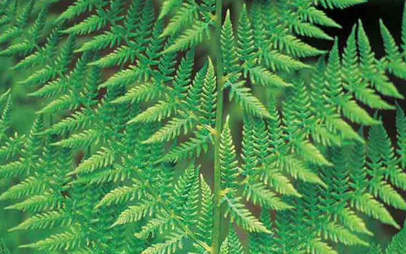 microlepia szechuanica ching