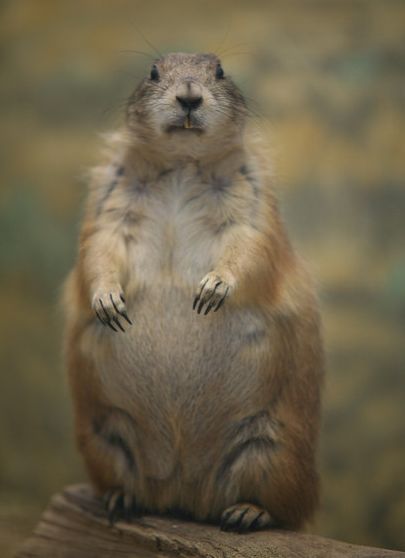 arizona black-tailed prairie dog