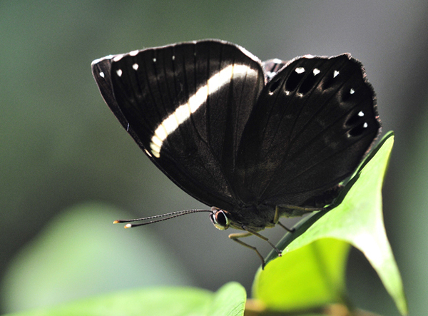  p>白带褐蚬蝶(学名:abisara fylloides)为 a target="_blank" href="