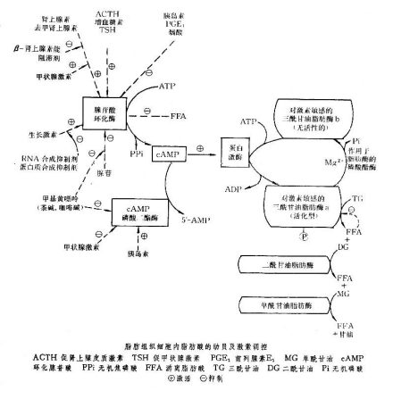 脂肪代谢_百度百科