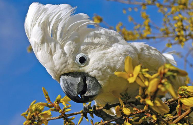 umbrella cockatoo