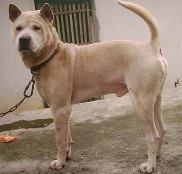  p>广西笔尾灰犬是产于广西的传统犬种,在当地作为狩猎犬和守护犬使用