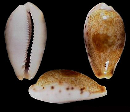  p>福兰朵宝螺(学名:erronea fernandoi fernandoi