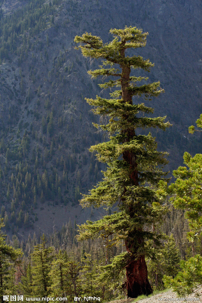  p>黄杉属(学名:pseudotsuga carrire)是松科下一个属,为重要材用树种