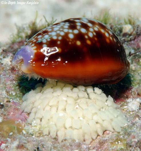  p>红花宝螺(学名:erosaria helvola helvola)是腹足纲宝螺科的 a