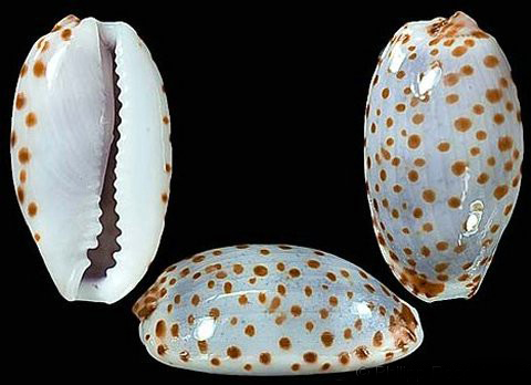 露珠宝螺(学名:erosaria irrorata irrorata)是腹足