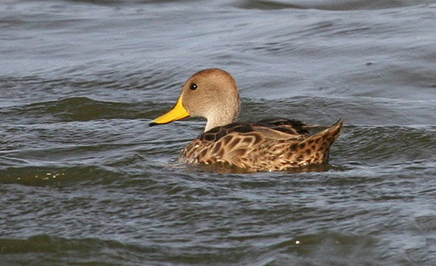  p>黄嘴针尾鸭(学名:anas georgica)属鸭科鸭属中型 a target="_blank