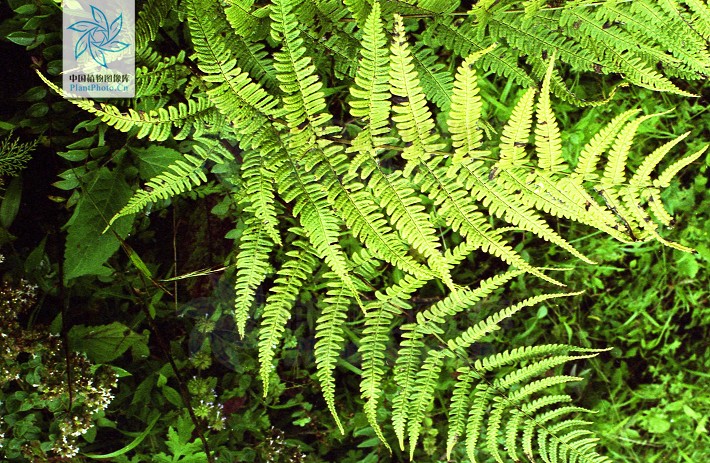  p>粗齿鳞毛蕨,植株高50-100厘米.根状茎短而直立,被褐棕色鳞片.