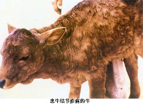 皮肤病 a href="#" data-lemmaid="21267">病毒 /a>引起牛的一种急性