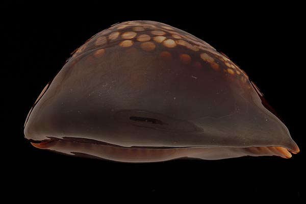  p>龟甲宝螺(学名: i>mauritia mauritiana /i>):头部发达呈筒状而稍